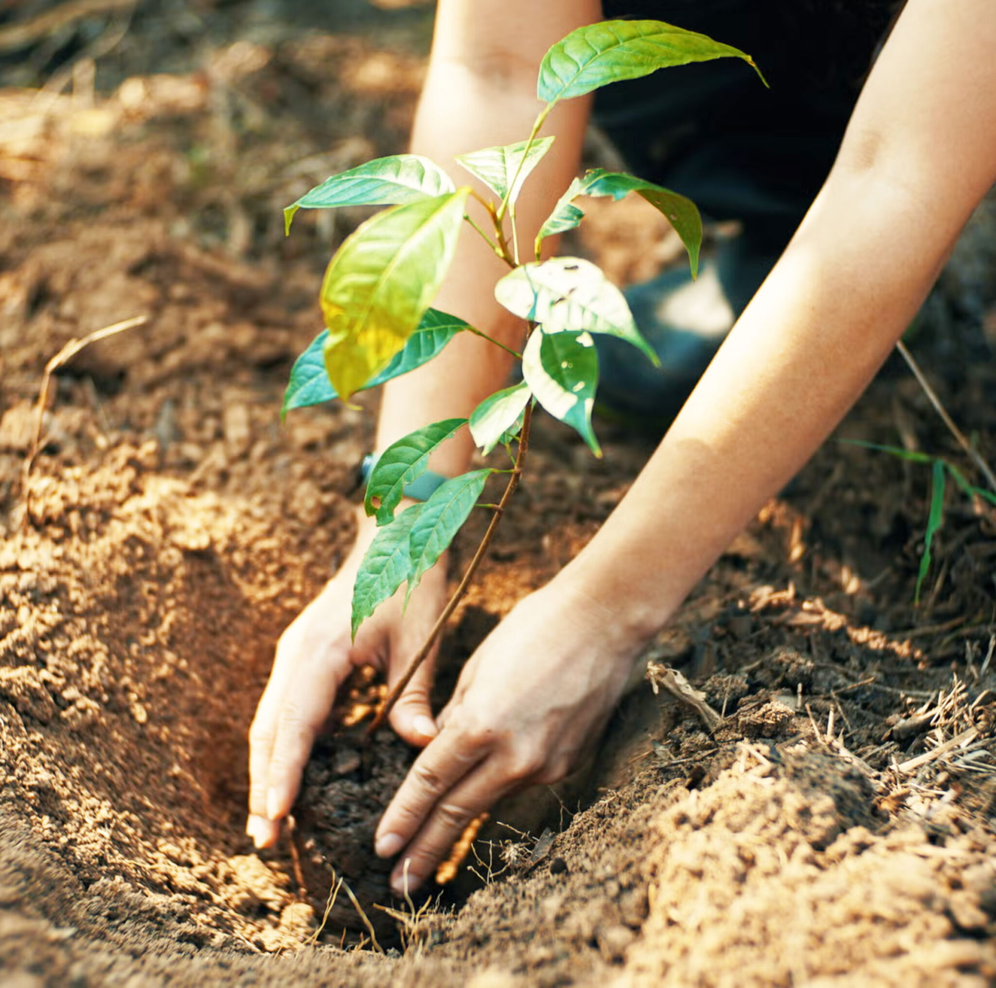 Tree planting benefits